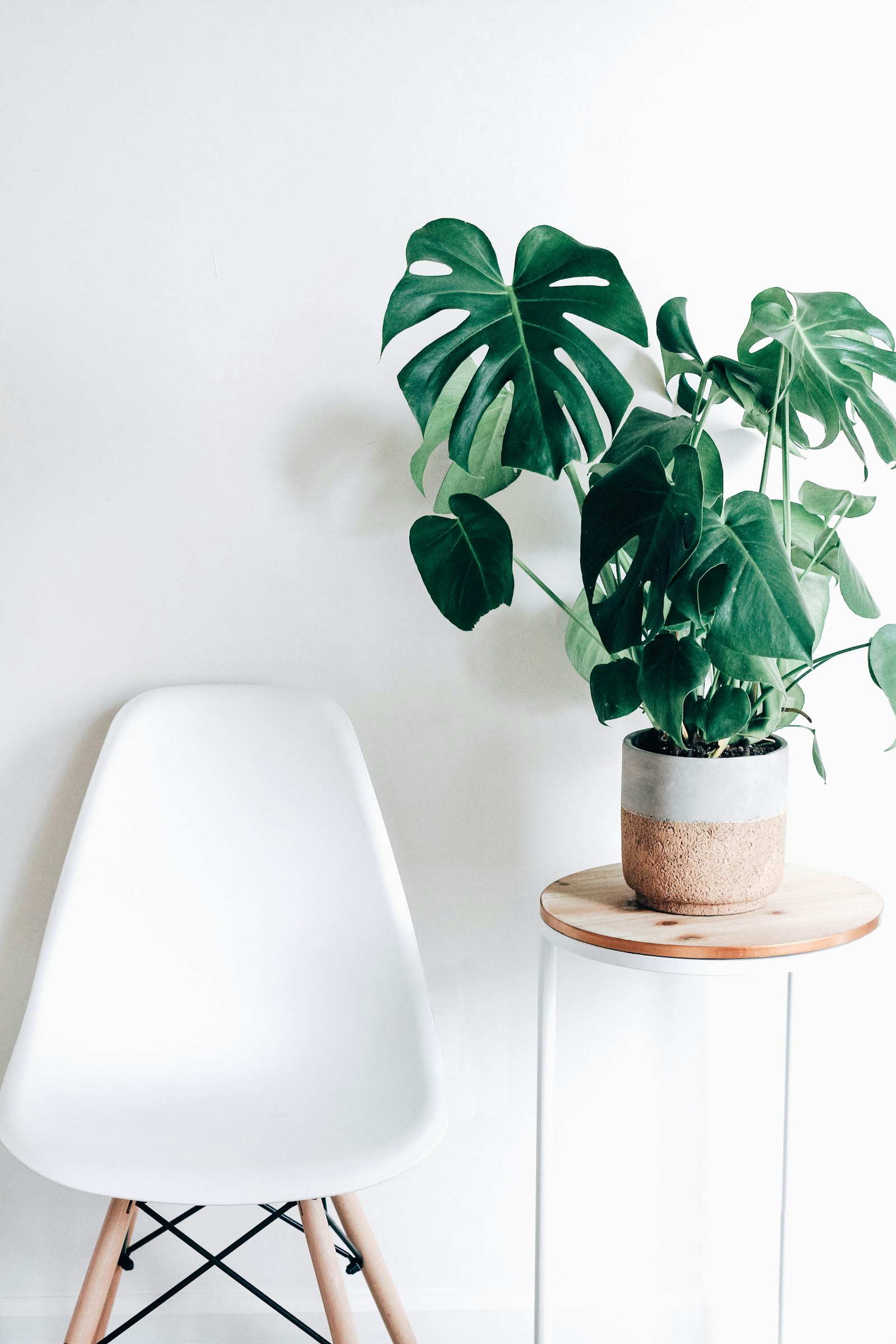 A monstera plant in a modern home setting