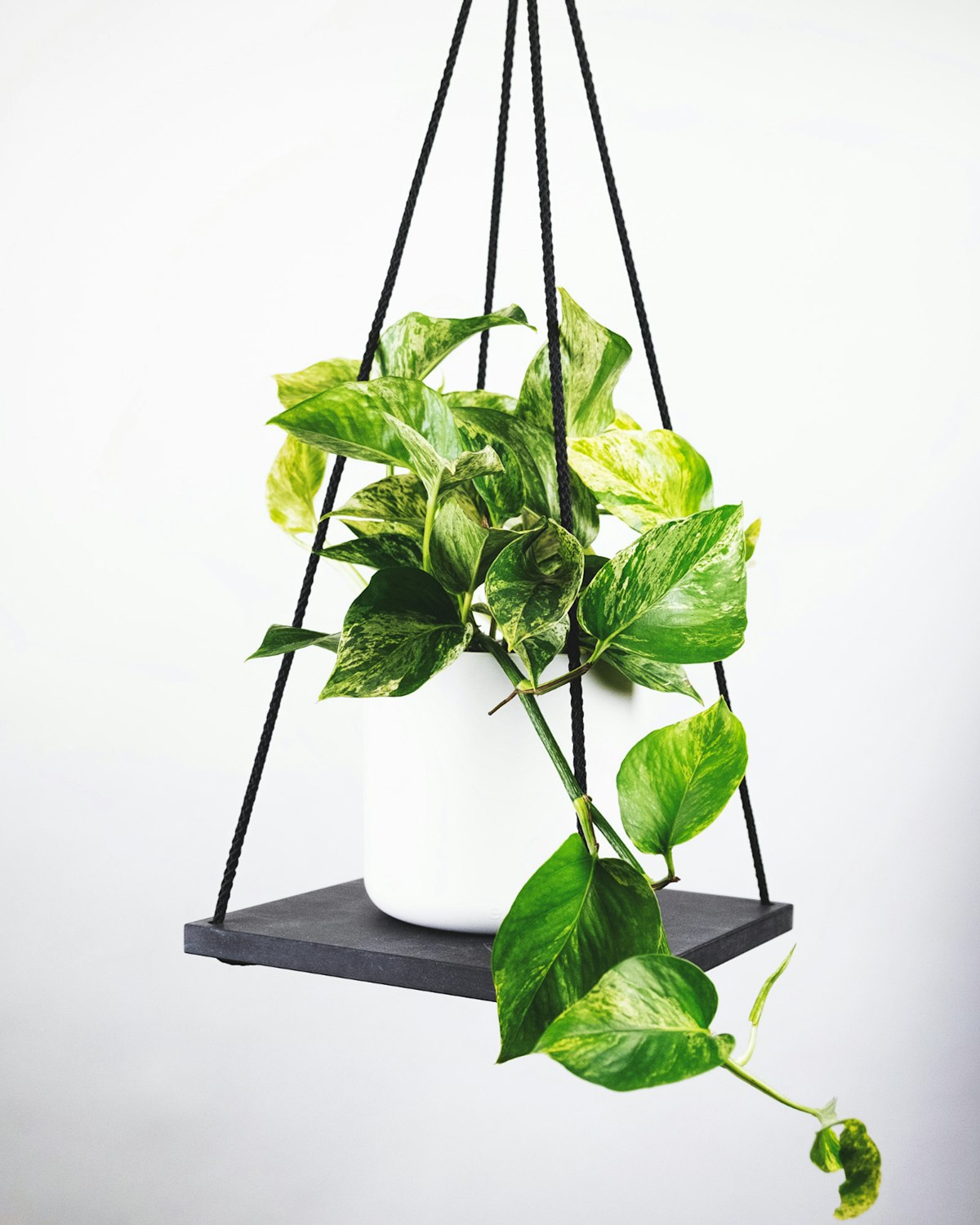 A pothos plant in a hanging planter